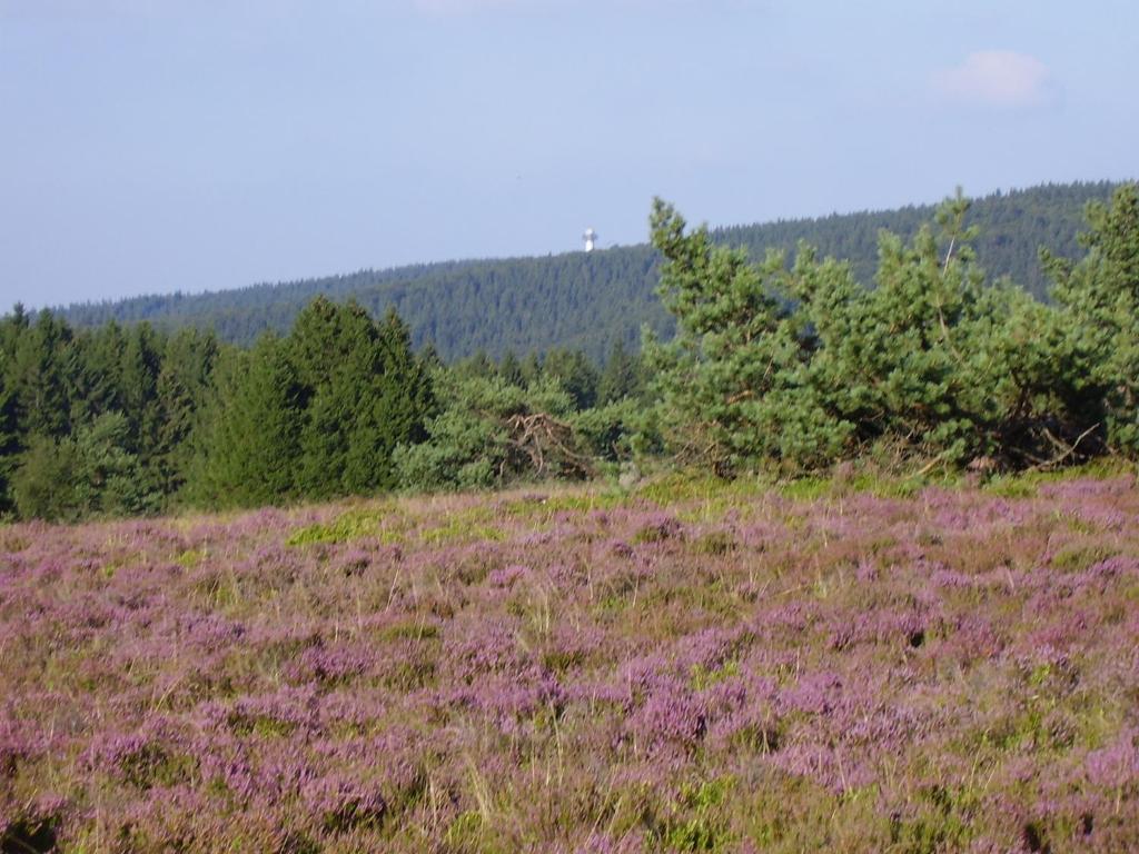 Haus Kesper-Brunen Hotell Willingen  Exteriör bild